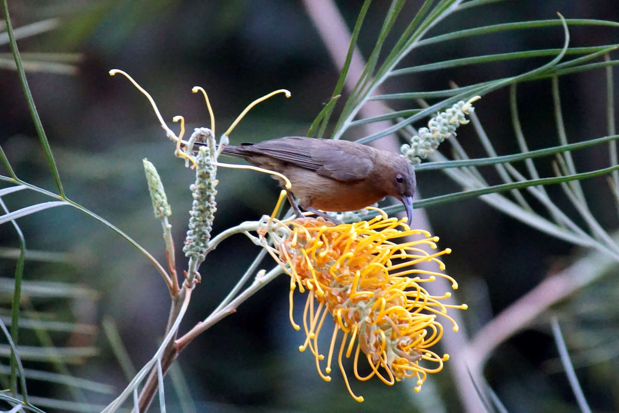 Image of Dusky Honeyeater