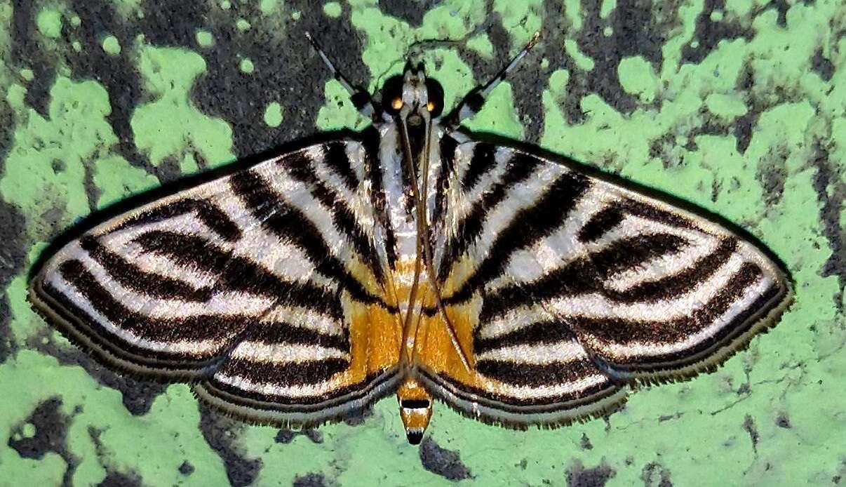 Image of Dichocrocis rigidalis Snellen 1890