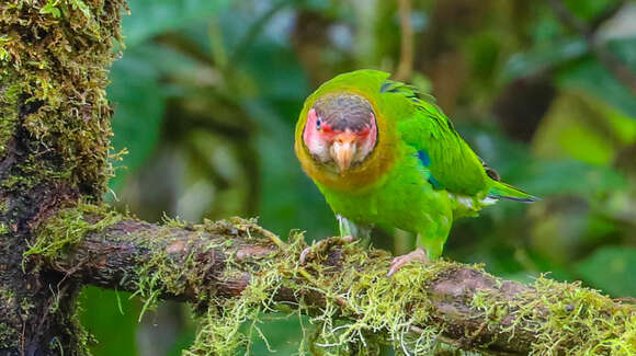 Image of Rose-faced Parrot