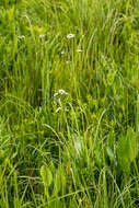 Image of Valeriana capensis Thunb.