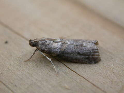 Acrobasis consociella Hübner resmi