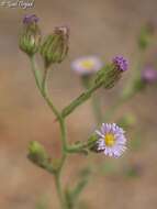 Imagem de Lachnophyllum noeanum Boiss.