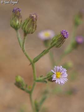 Plancia ëd Lachnophyllum