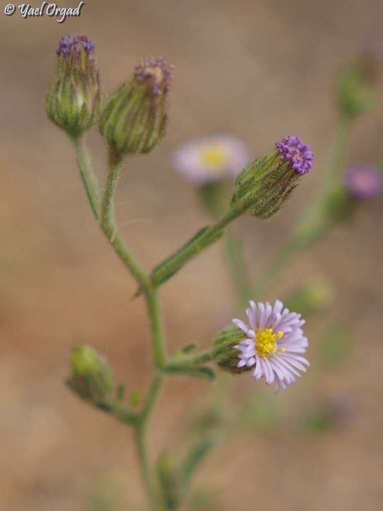 Image of Lachnophyllum noeanum Boiss.