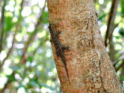 Image of Fish Scale Geckos