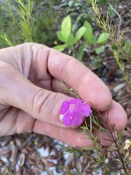 Image of Seminole False Foxglove