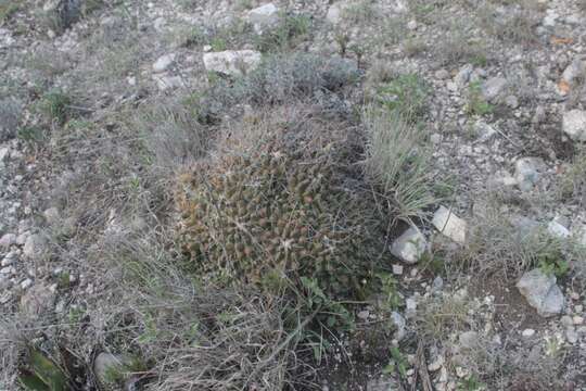 Image of Thelocactus conothelos subsp. flavus