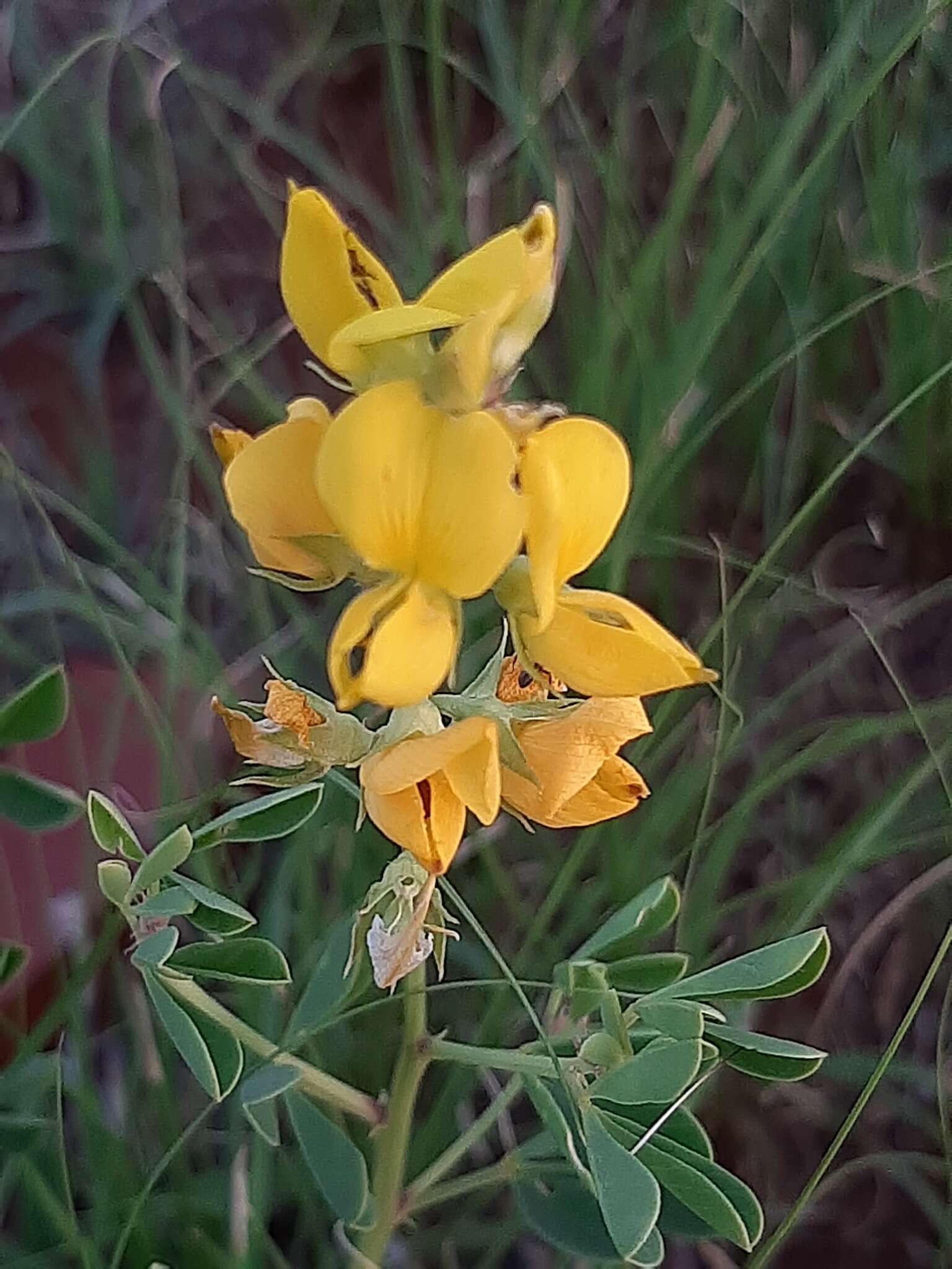 Image of Crotalaria magaliesbergensis