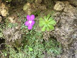 Image of Pinguicula cyclosecta Casper