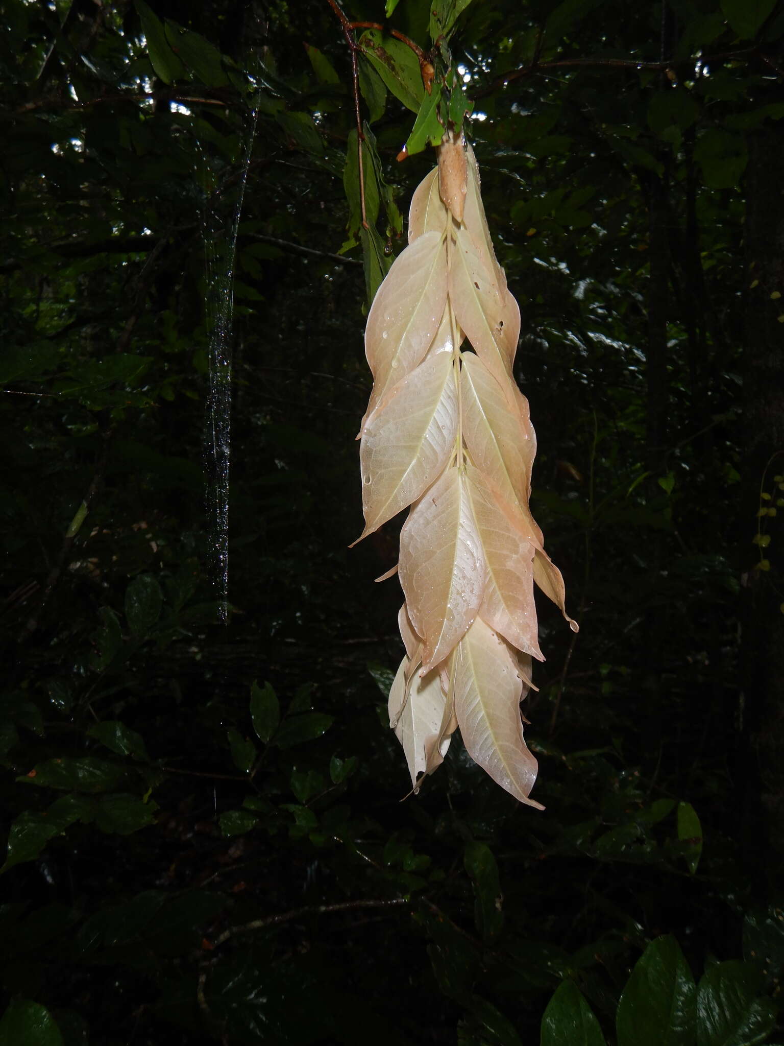 Image of Maniltoa lenticellata C. T. White