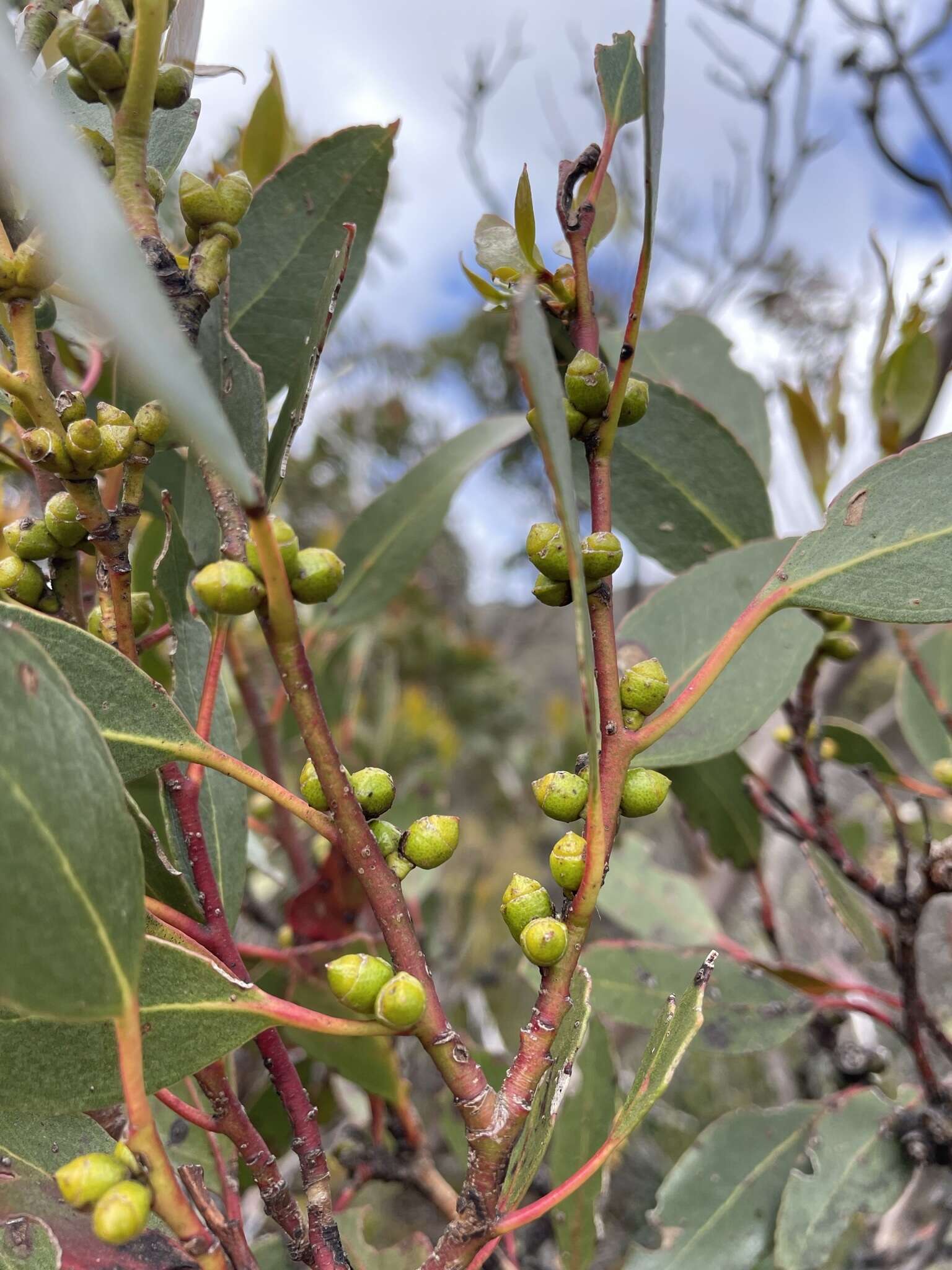 Image of Eucalyptus subcrenulata Maiden & Blakely