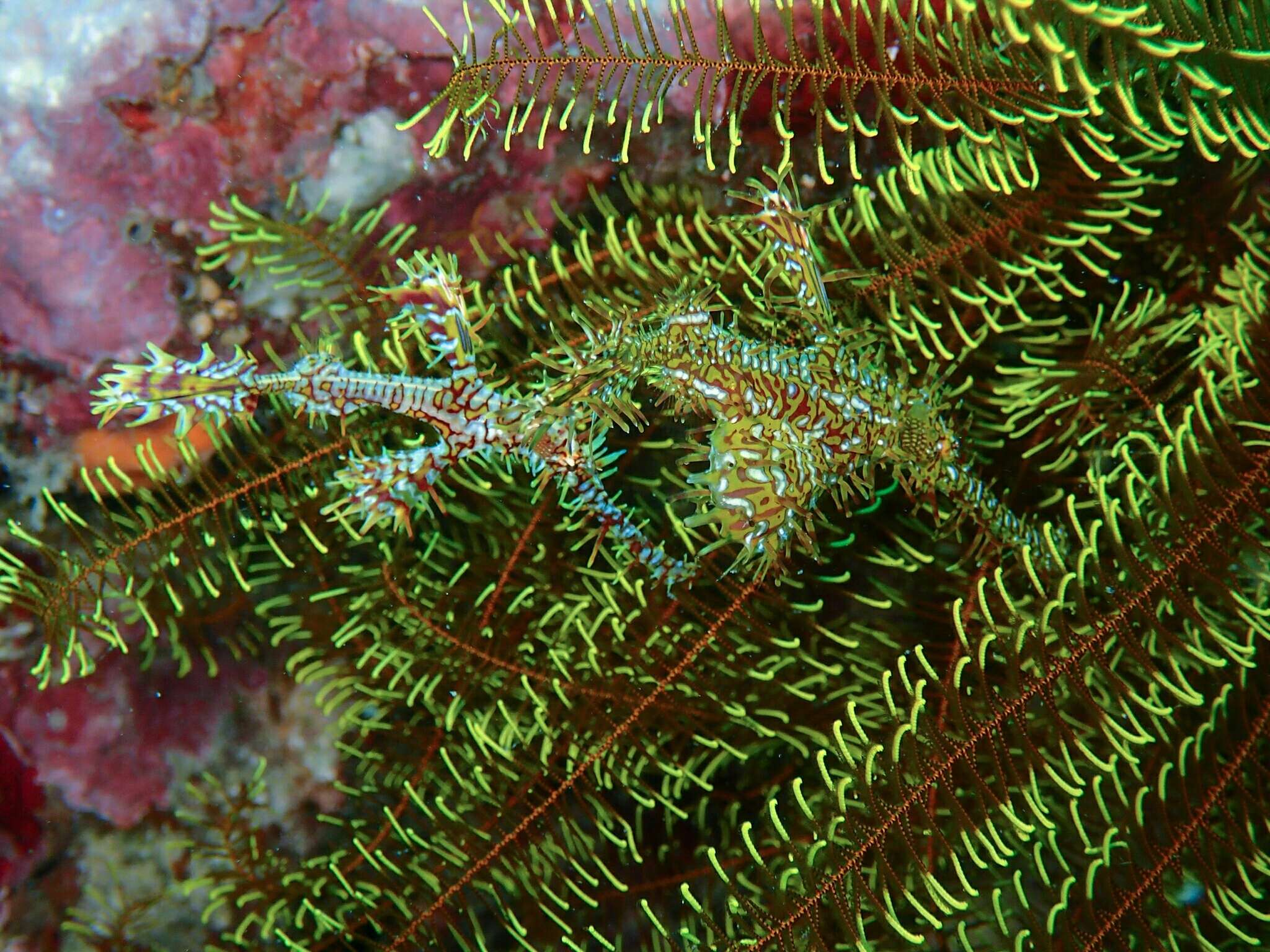 Image of Ornate ghost pipefish