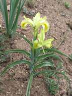 Слика од Iris caucasica Hoffm.