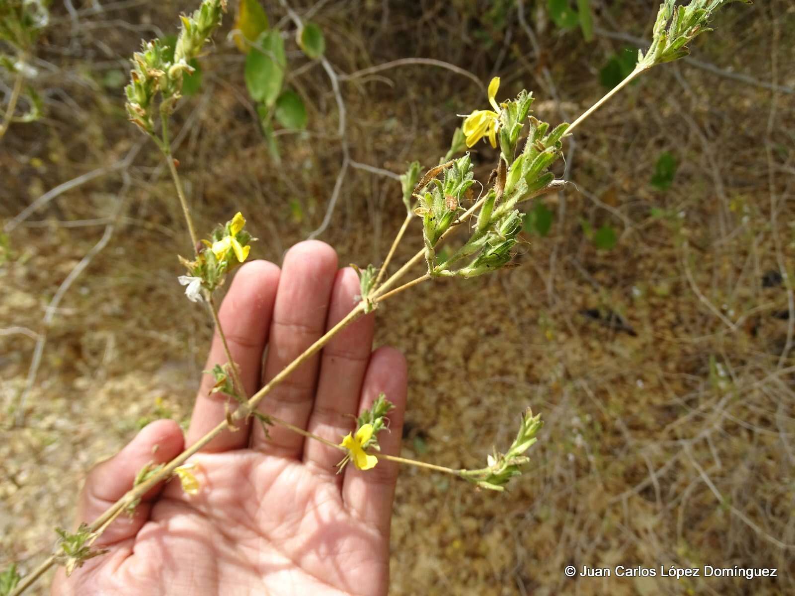 Tetramerium glandulosum Oerst. resmi