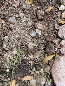 Image of Chihuahuan Blackhead Snake