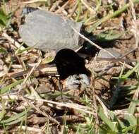 Image of Ostrich Bombom