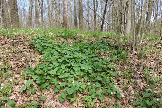 Image of Symphytum cordatum Waldst. & Kit.