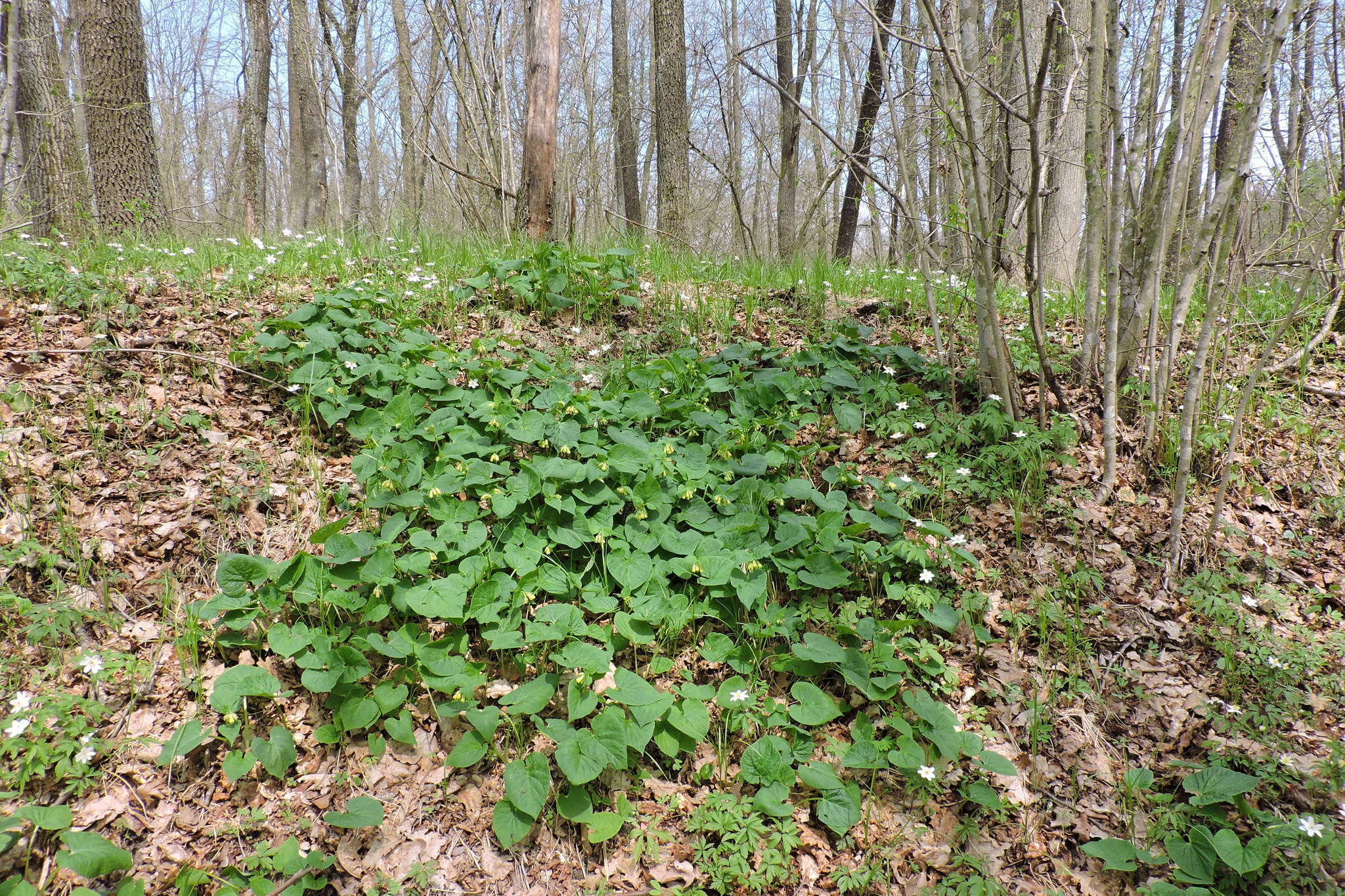 Image of Symphytum cordatum Waldst. & Kit.