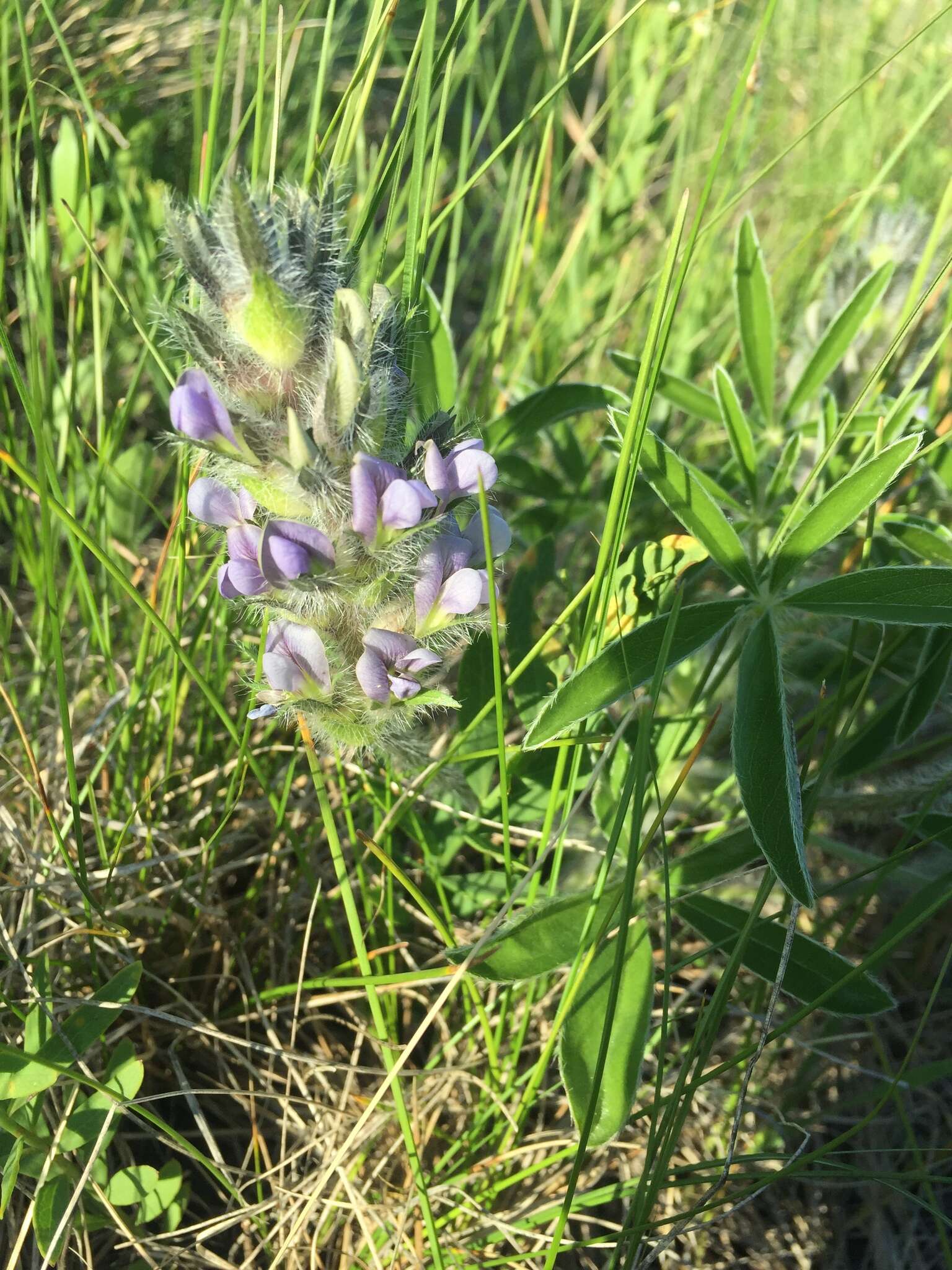 Image of large Indian breadroot