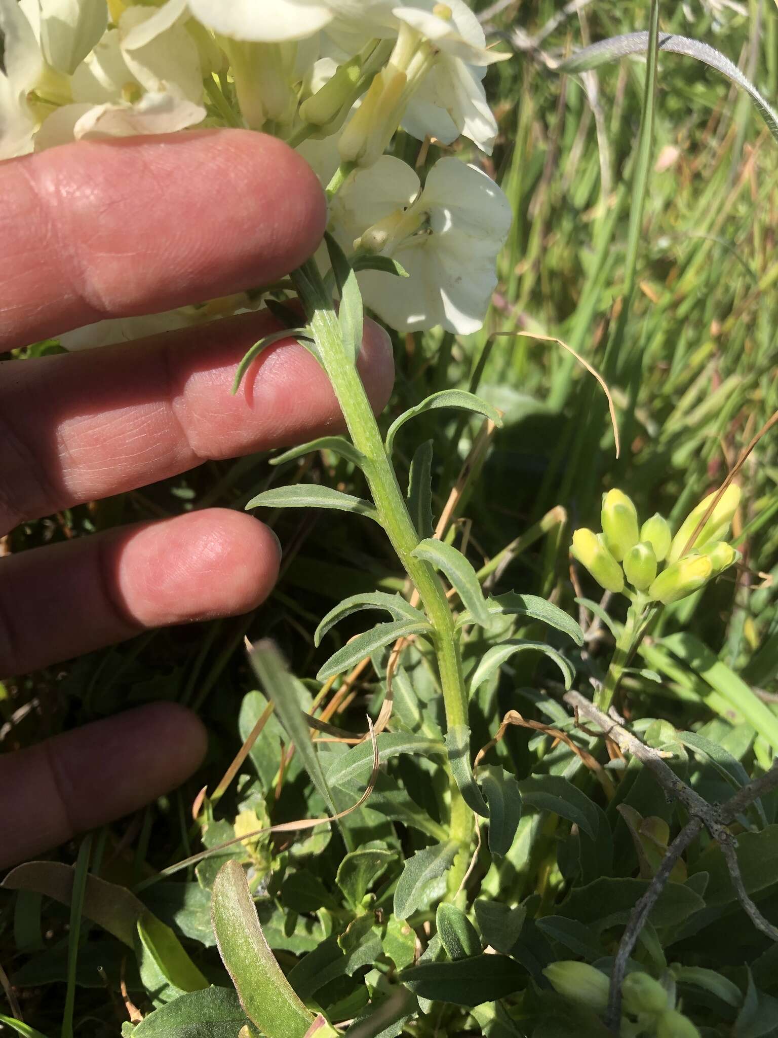 Image of Erysimum concinnum Eastw.