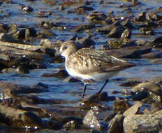 Image of Calidris alpina arctica (Schiøler 1922)