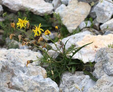 Image of Crepis jacquinii subsp. jacquinii