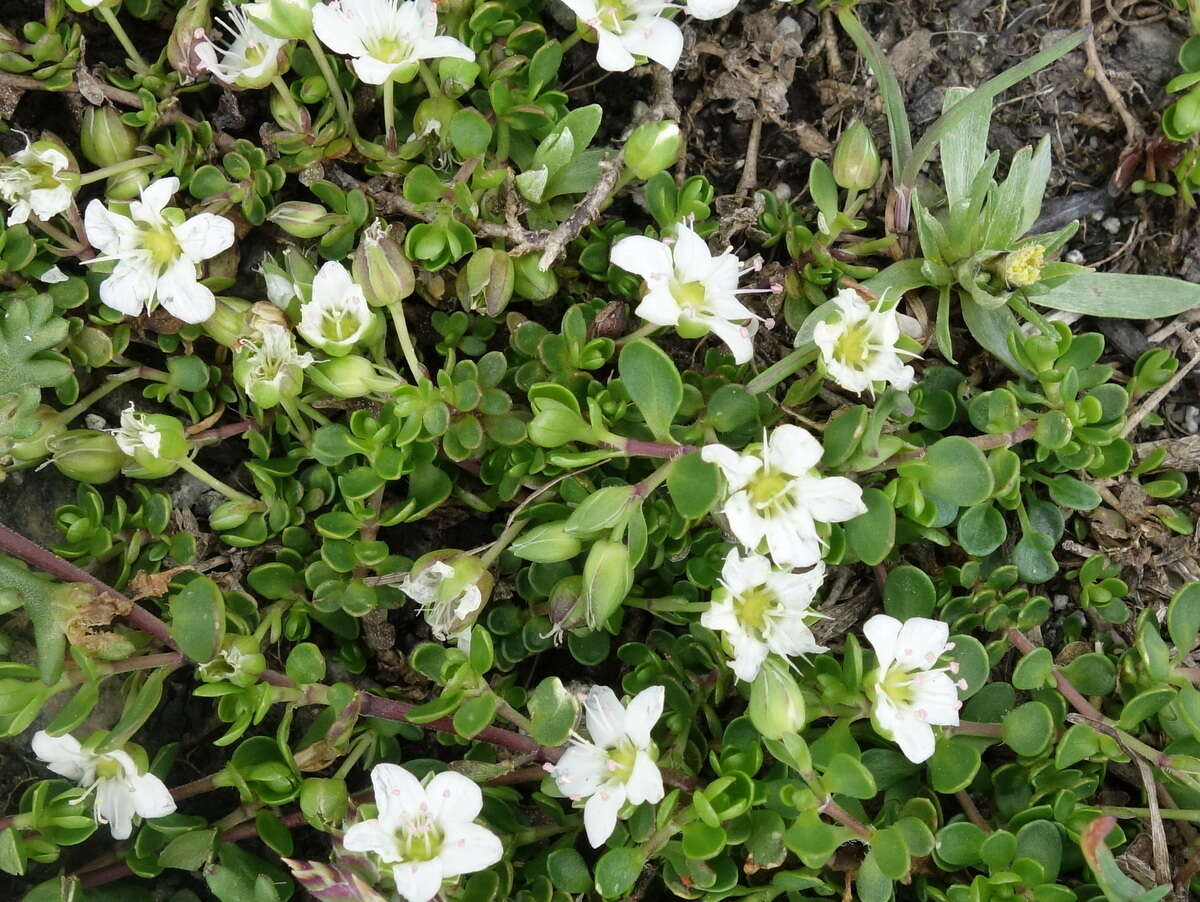 Image of Zweiblütiges Sandkraut