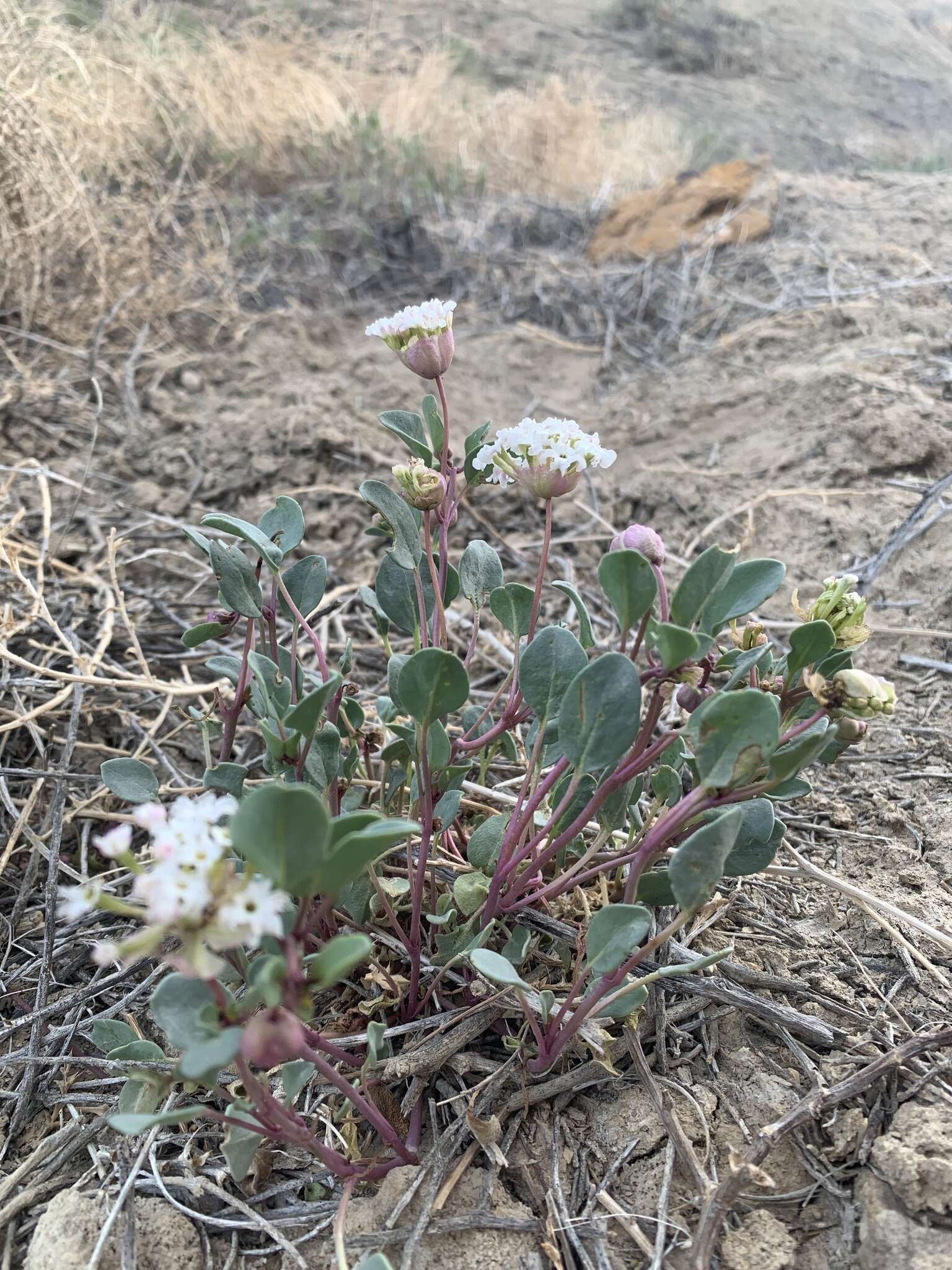 Image of clay sand verbena