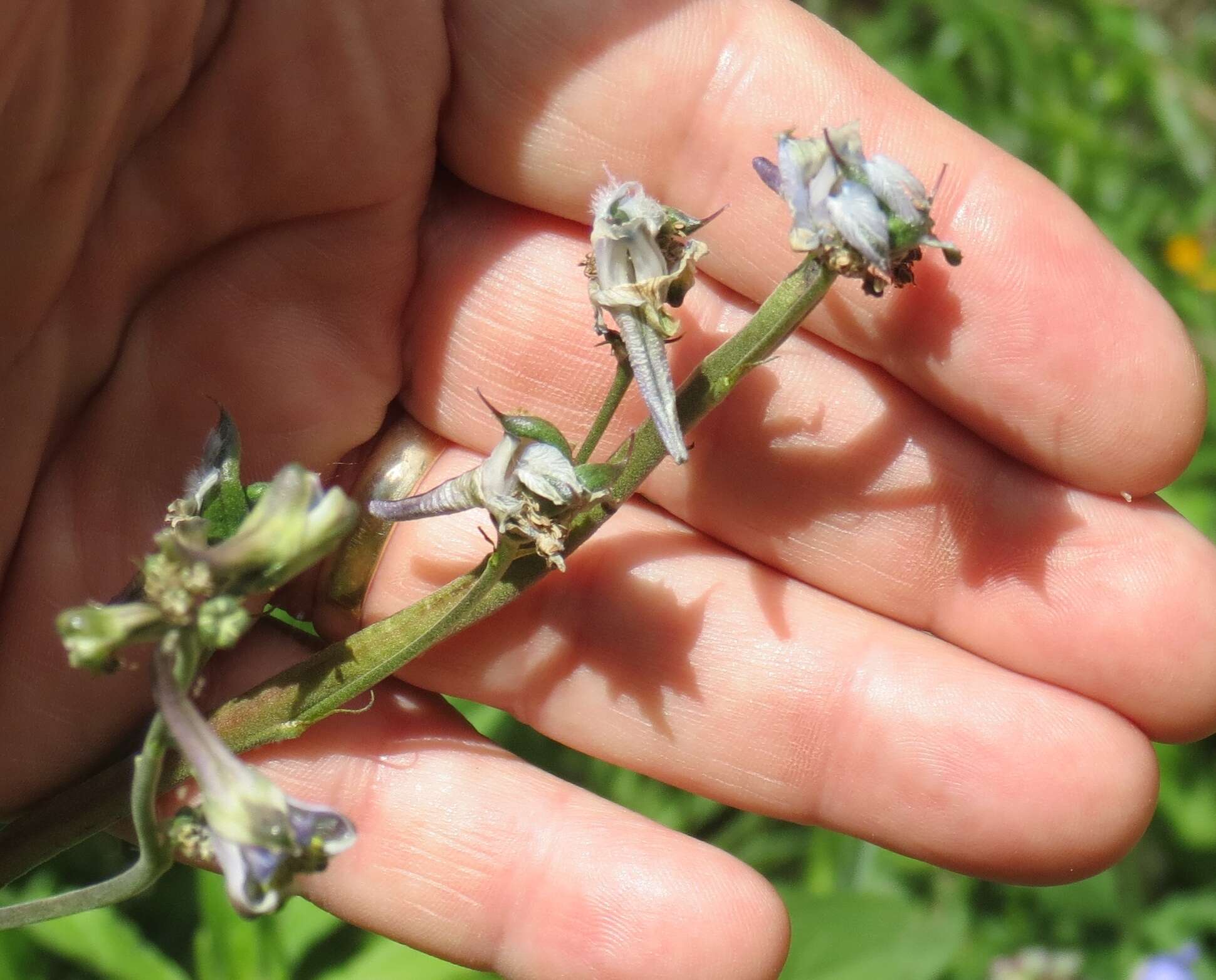 Image of Carolina larkspur