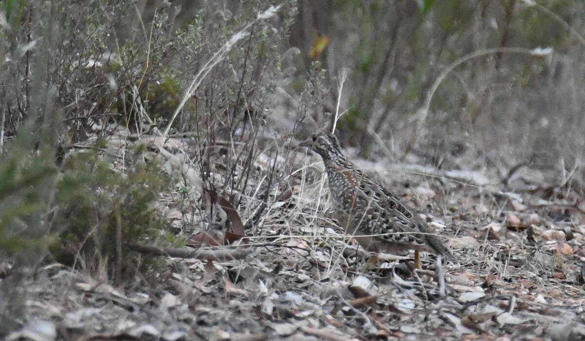 Image of Painted Buttonquail