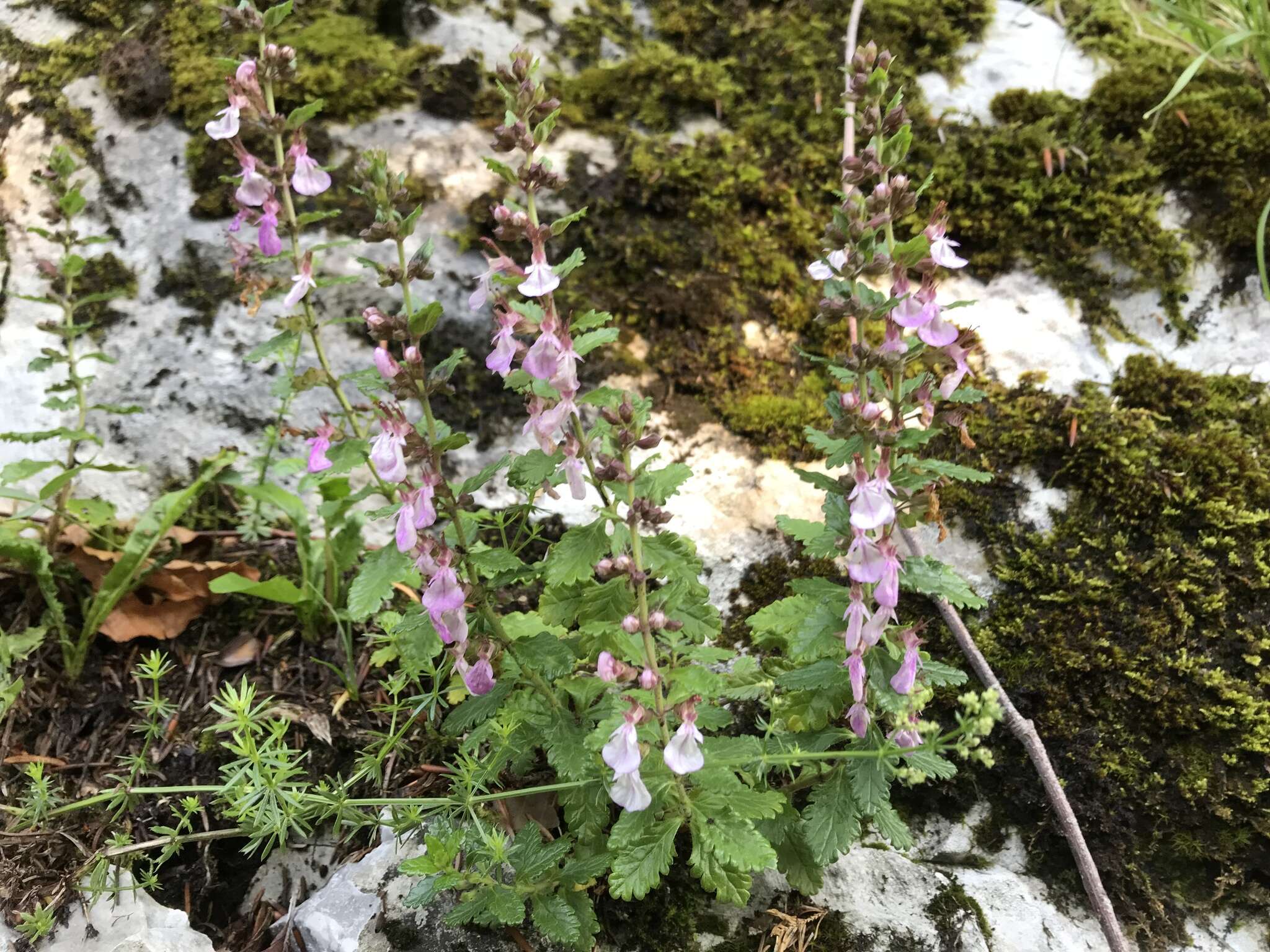 Image de Germandrée petit-chêne