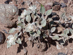 Image of Gomphrena tomentosa (Griseb.) R. E. Fries