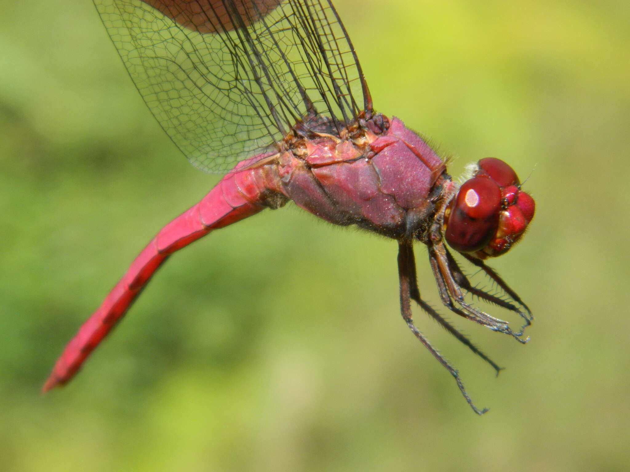 Image of Orthemis macrostigma (Rambur 1842)