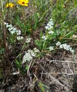 Image of Drummond's nailwort