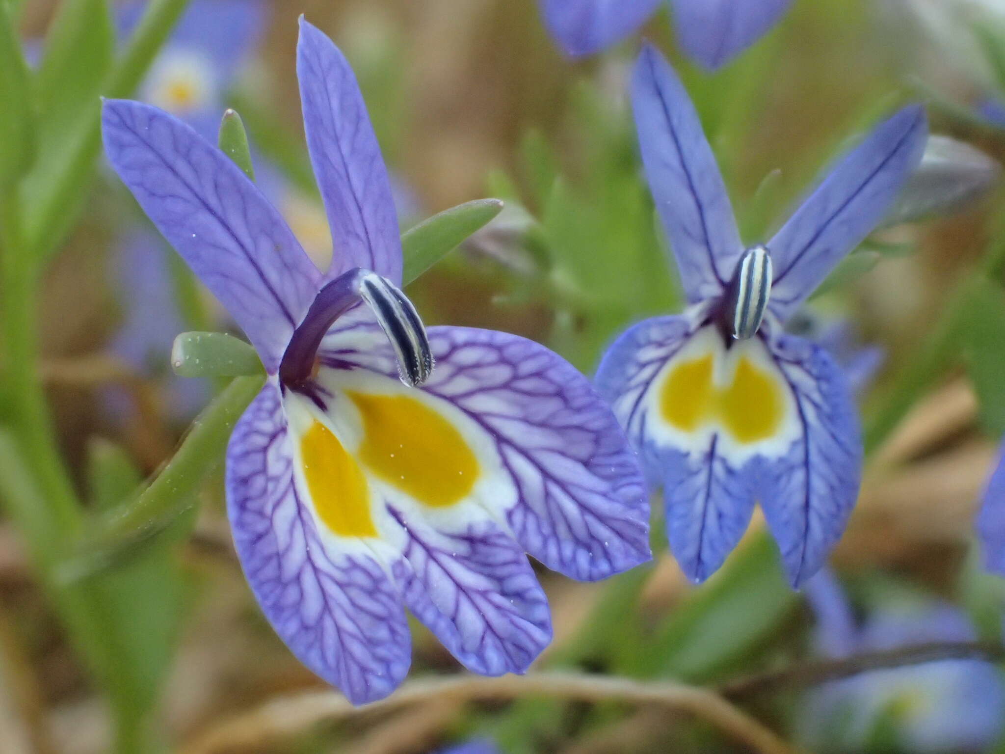 Image of Bach's calicoflower