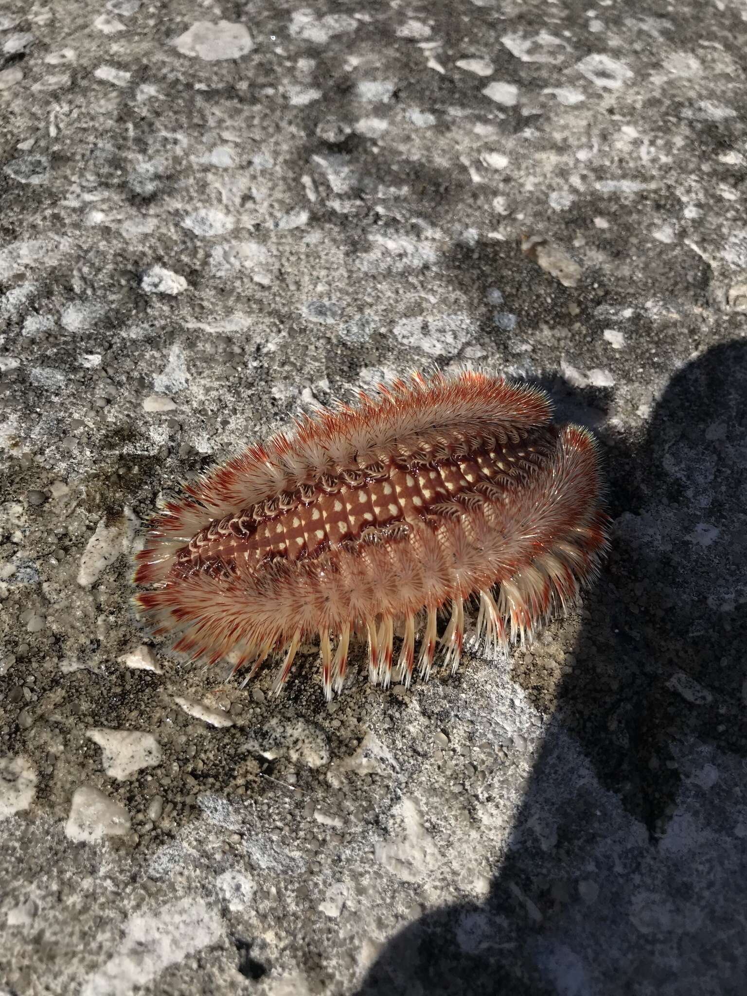 Image of red-tipped fireworm