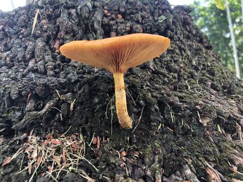 Image of Gymnopilus palmicola Murrill 1913