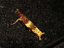 Image of Clouded veneer moth