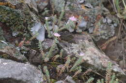 Image of Pseudosedum ferganense Boriss.