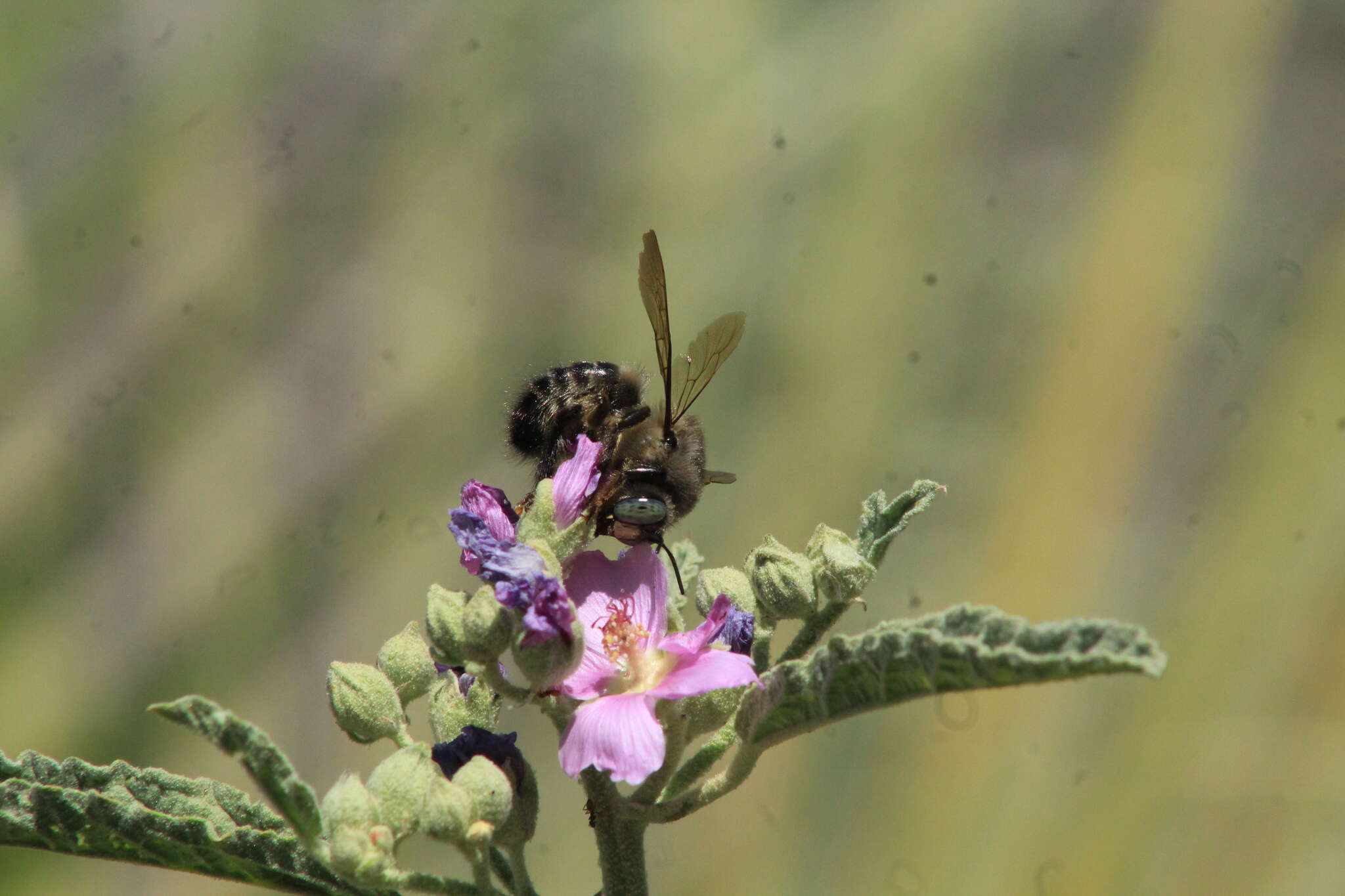 Plancia ëd Xylocopa tabaniformis pallidiventris O'Brien & Hurd 1965