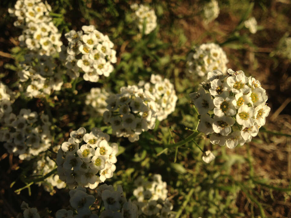 Image de Lobularia