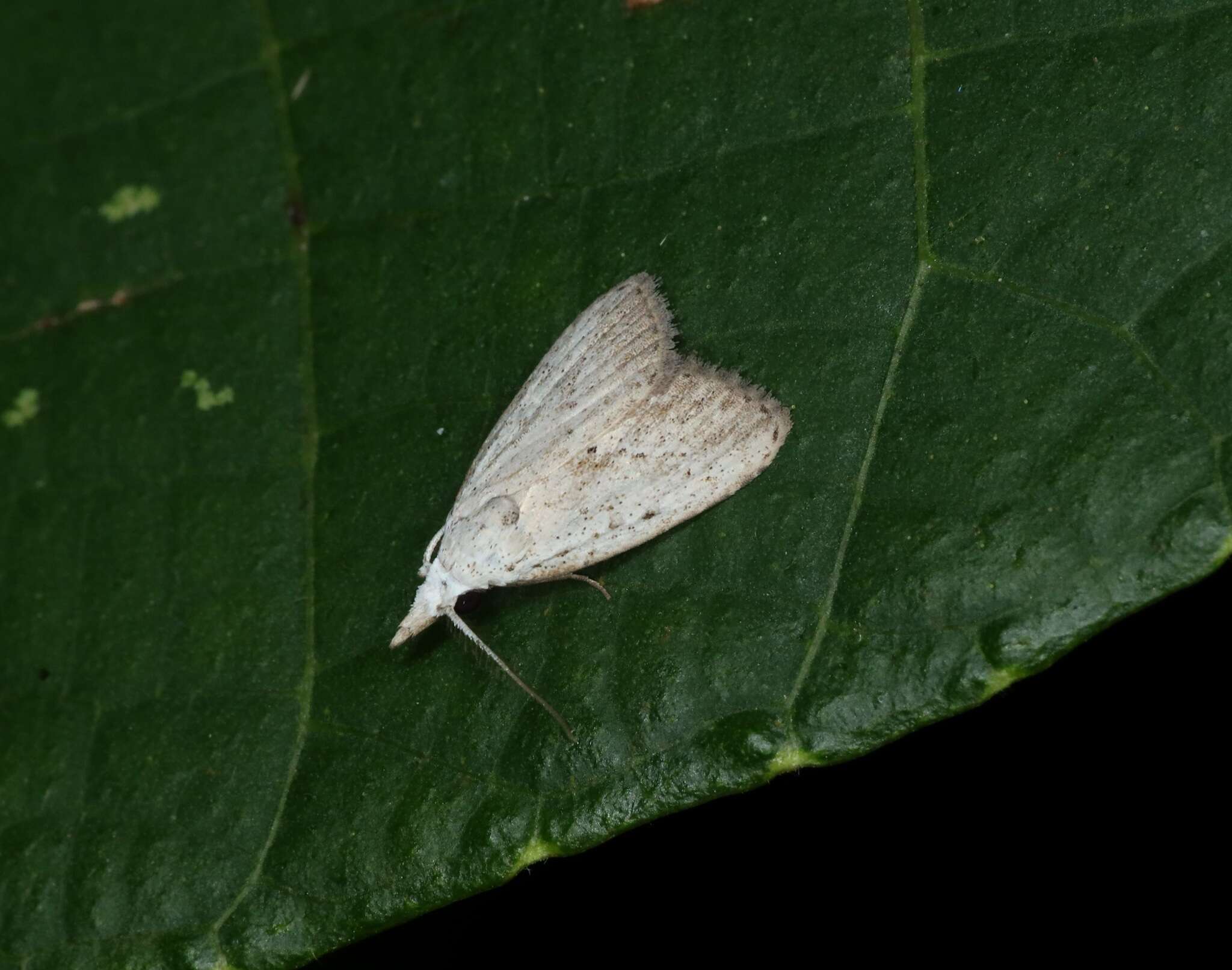 Image of <i>Meganola brunellus</i> (Hampson 1893)