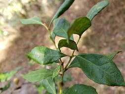 Image of rusty staggerbush