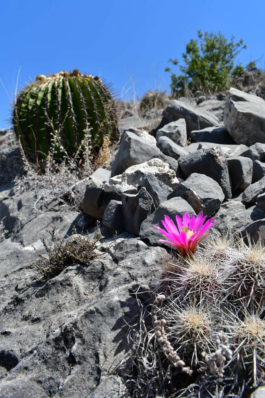 Image of Echinocereus parkeri subsp. parkeri