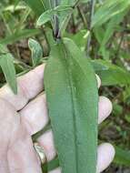 Image of smooth sunflower