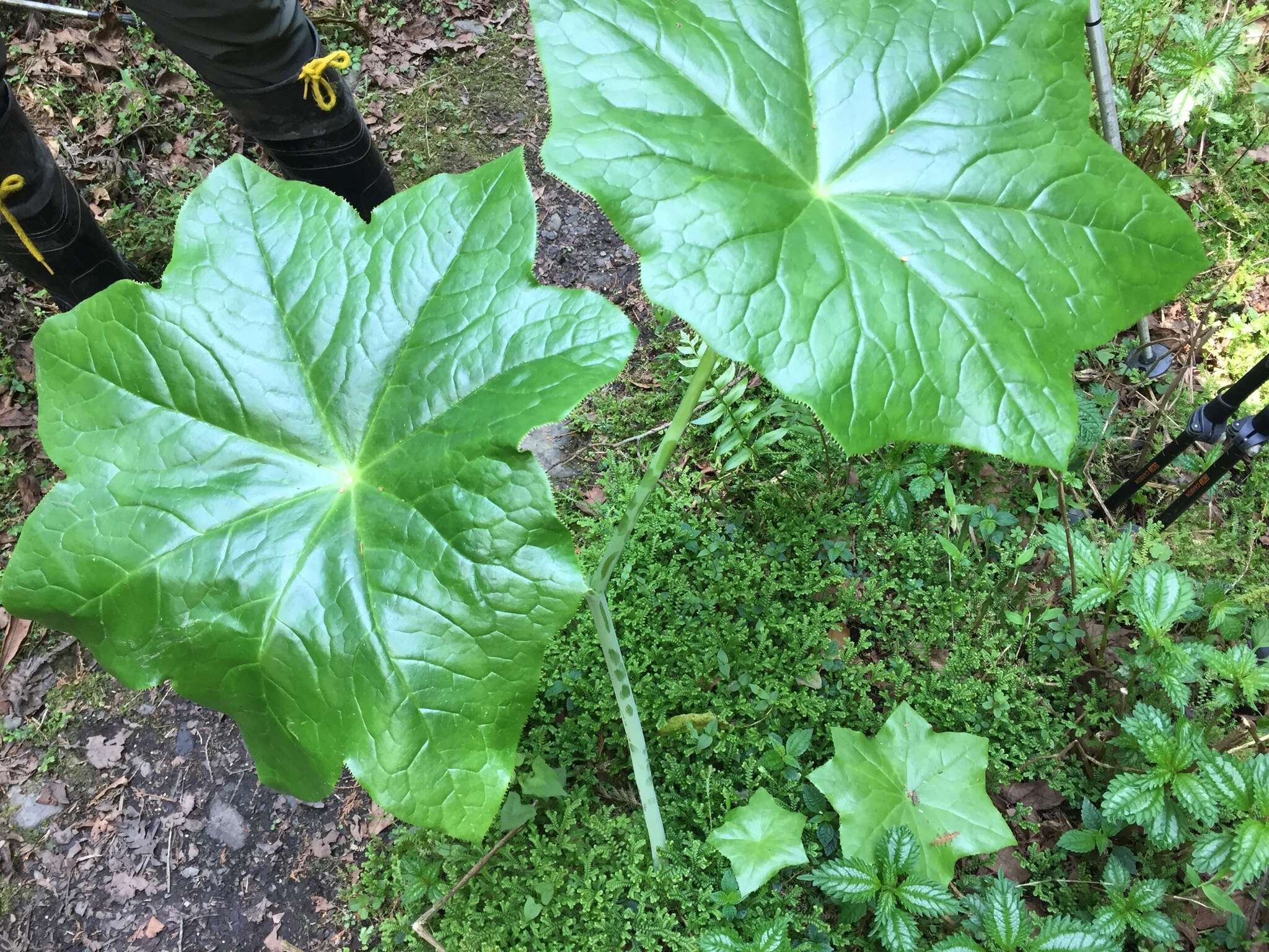 Image de Podophyllum pleianthum Hance