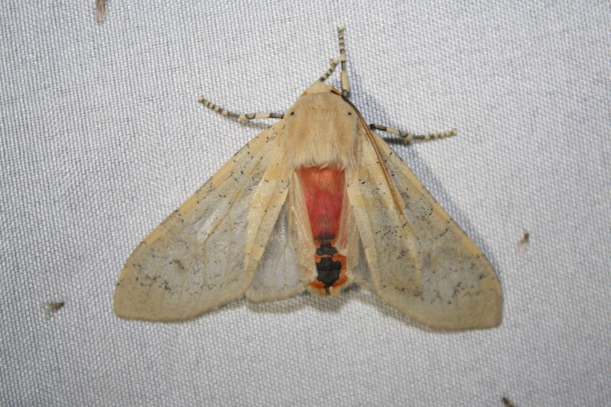 Image of Edwards' Glassy-wing