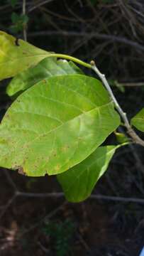 Image of Ehretia meyersii J. S. Mill.