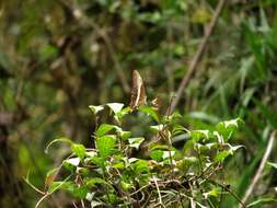 Image of Papilio mangoura Hewitson 1875