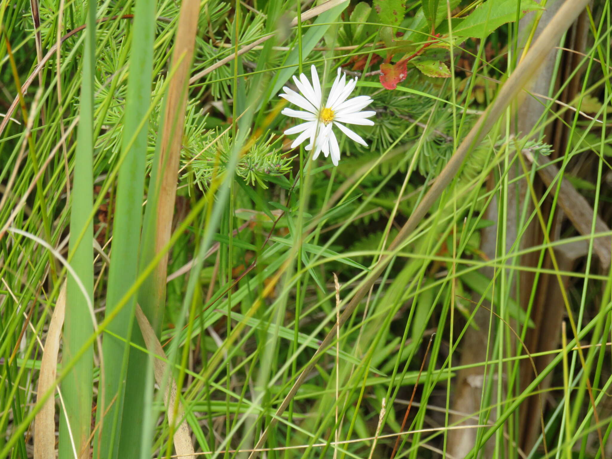 Plancia ëd Symphyotrichum boreale (Torr. & A. Gray) A. Löve & D. Löve